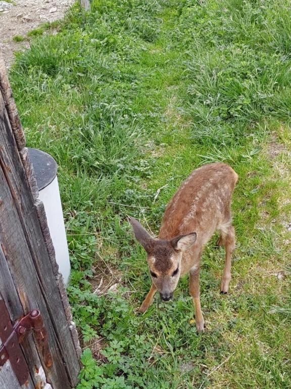 Almstube Fritz Διαμέρισμα Wald im Pinzgau Εξωτερικό φωτογραφία